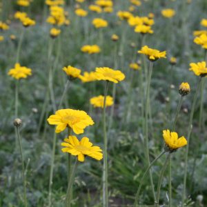 Anthemis marschalliana
